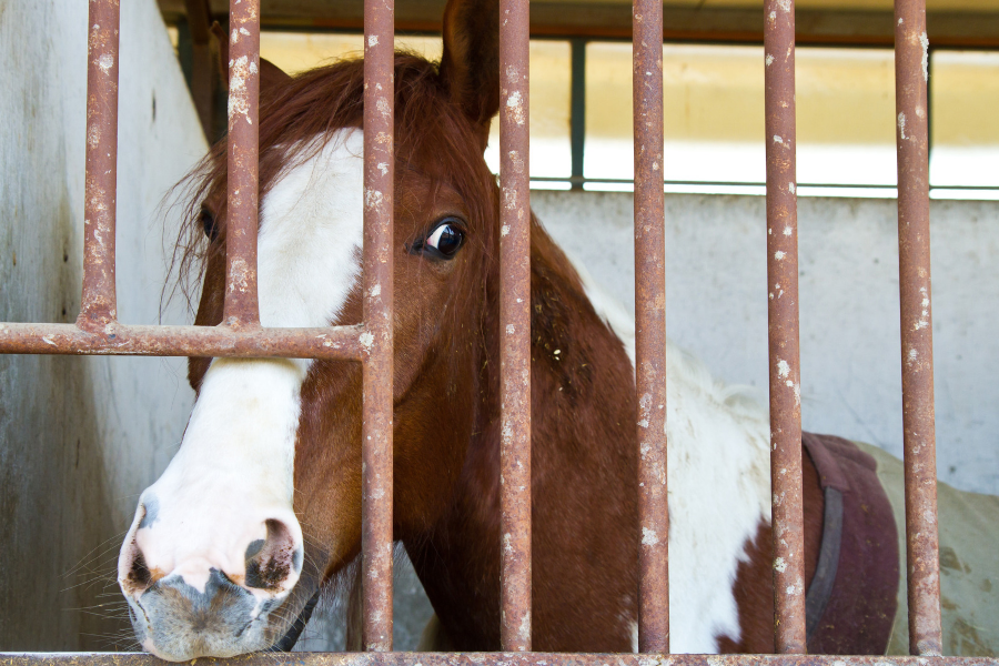 broget hest med dækken på kigger ud genne tremmerne på boksen