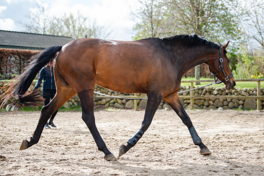 brun hest traver i longe på ridebane