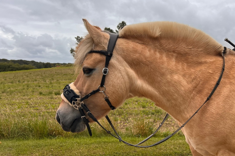 fjordhest med blomster hackamore med tøljer placeret som sidepull