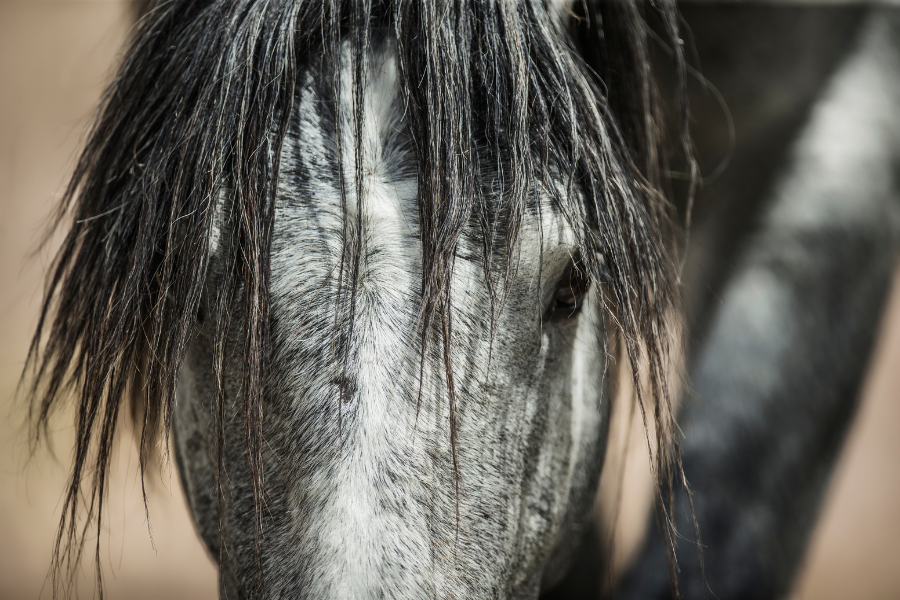 hest nærbillede af hovede