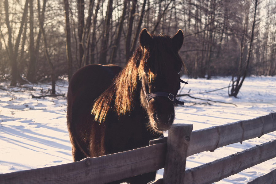 hest på fold i sne og vintersol