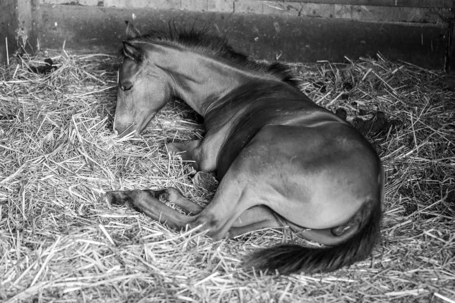 hest sover i halmboks