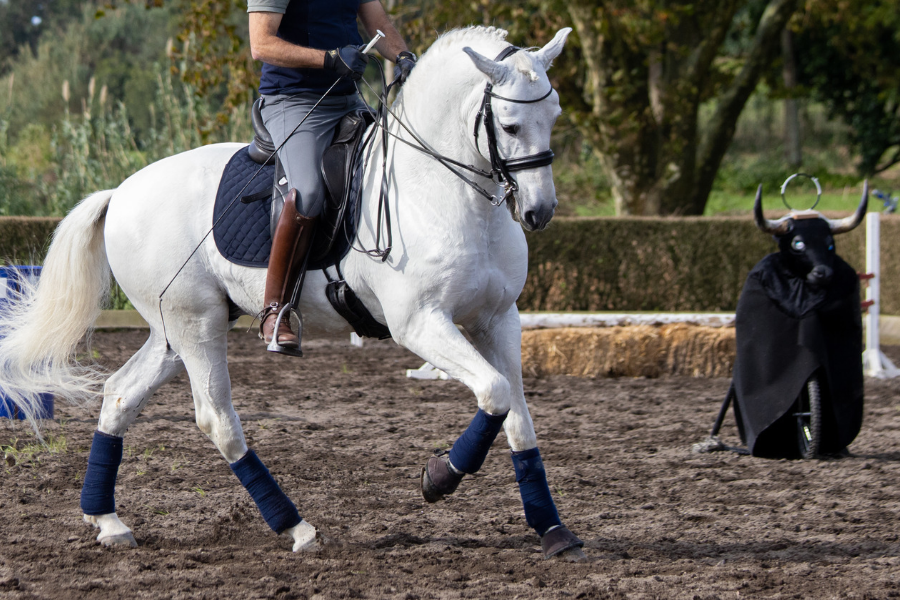 hvid lusitano hest rides i working equitation af mandlig rytter på ridebane