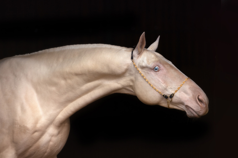 palomino akhal teke hest portraet foto
