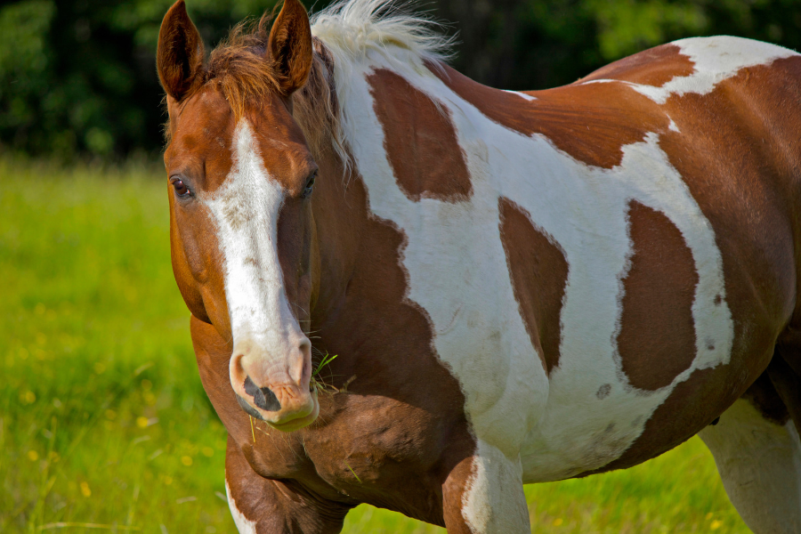 pinto hest på græsfold