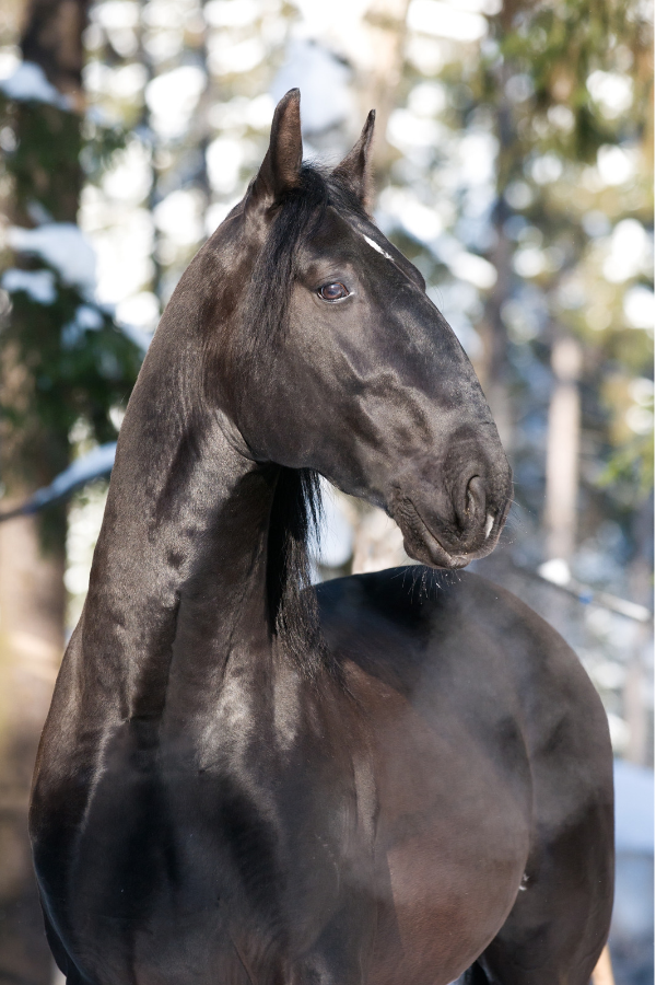 sort kladruber hest 2