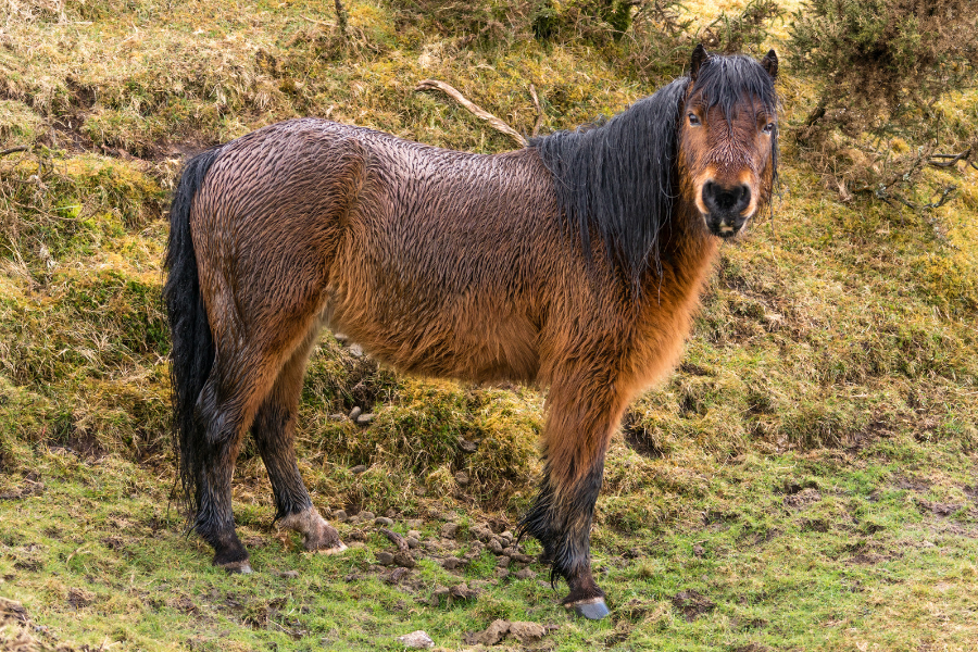 våd dartmoor pony ser nysgerrigt i kameraet