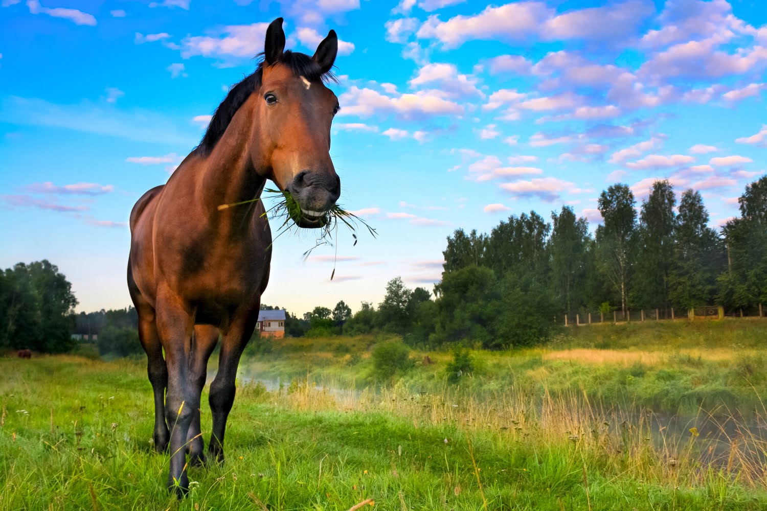 Fokus på foder: Din hest bliver, hvad den spiser
