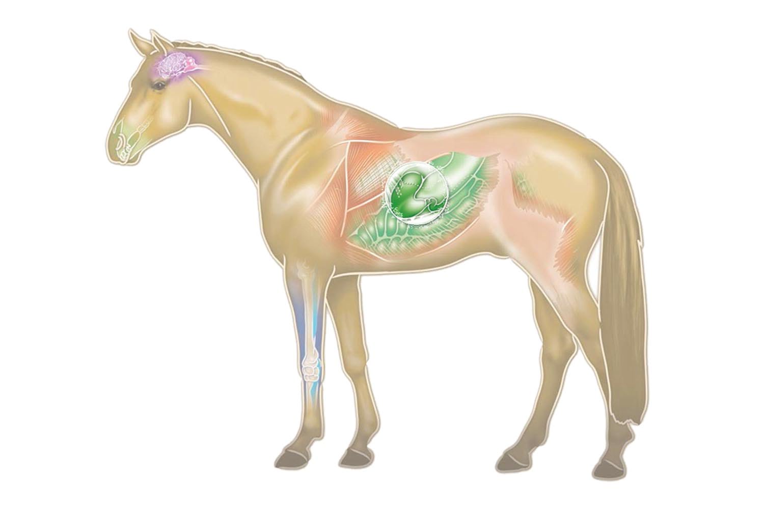 Hvordan opstår mavesår hos heste?