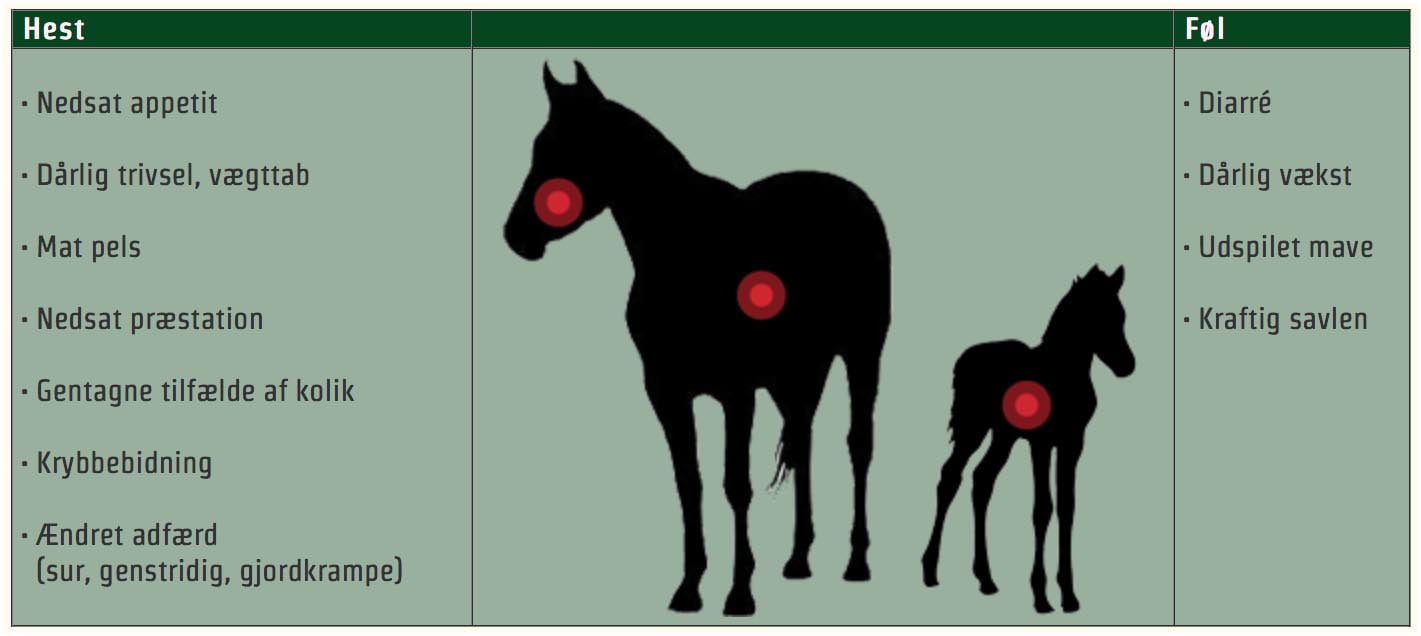 Hvordan opstår mavesår hos heste_grafik