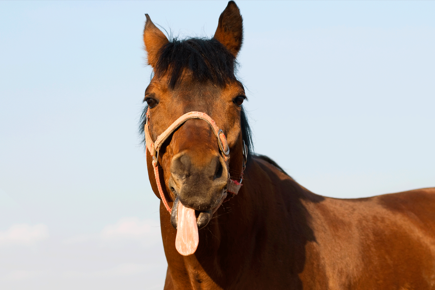 Har din hest en glad tunge?