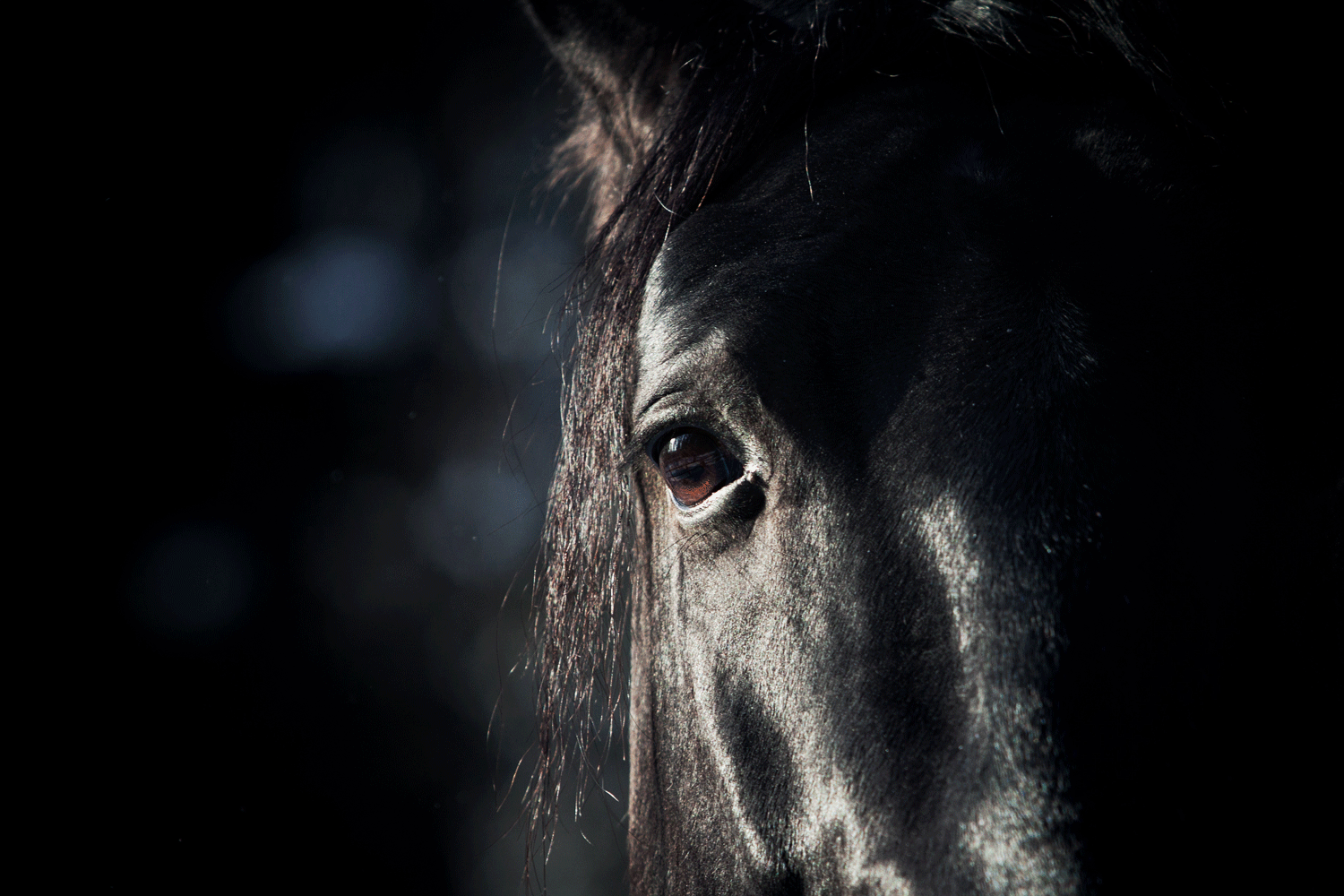 Sort hest i mørket