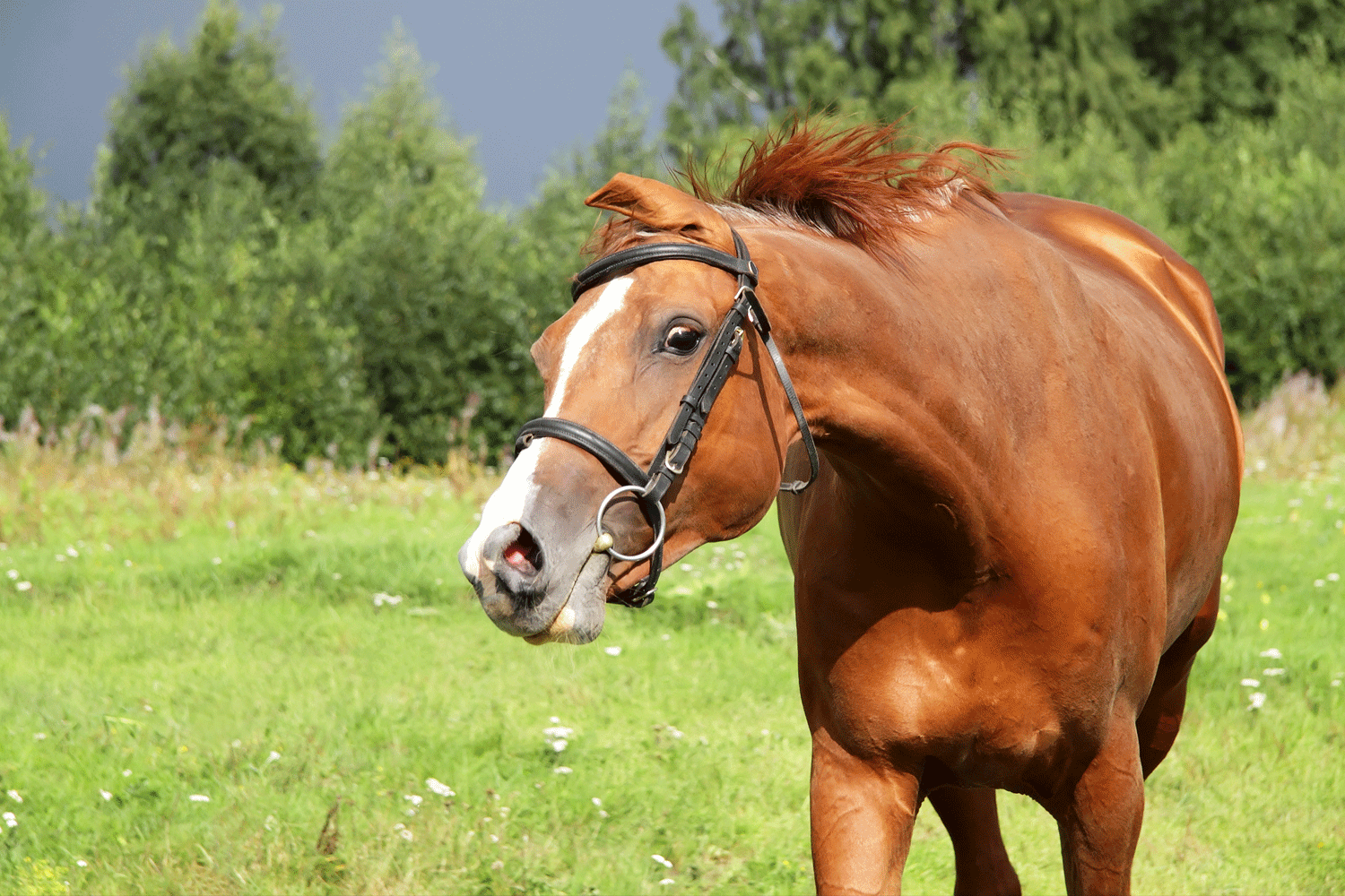 Headshaking: Hvad ryster hesten egentlig på hovedet af?
