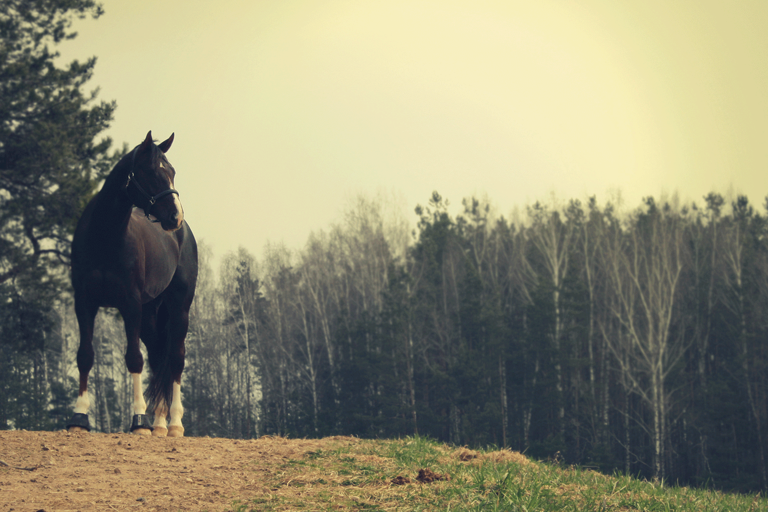 Snubler din hest eller er den uforklarligt halt?