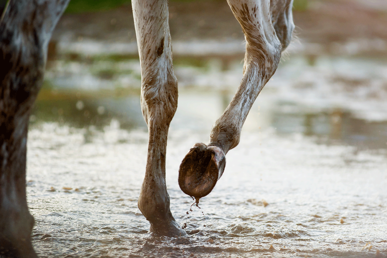 Hesteben i mudder